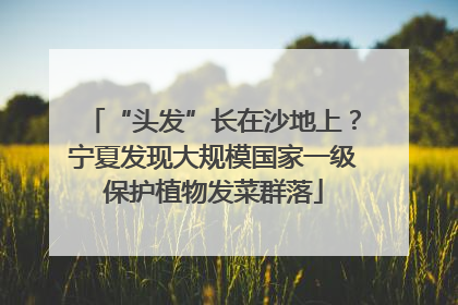 “头发”长在沙地上？宁夏发现大规模国家一级保护植物发菜群落