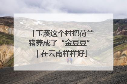 玉溪这个村把荷兰猪养成了“金豆豆”｜在云南样样好