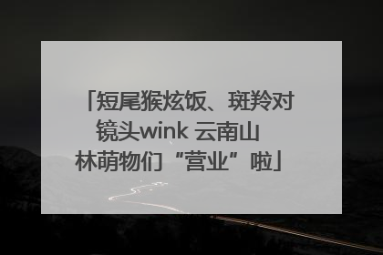 短尾猴炫饭、斑羚对镜头wink 云南山林萌物们“营业”啦