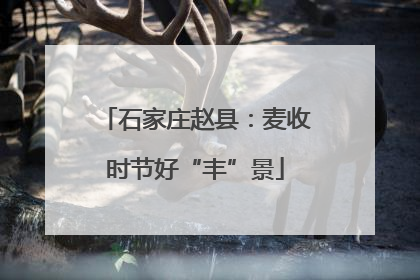 石家庄赵县：麦收时节好“丰”景