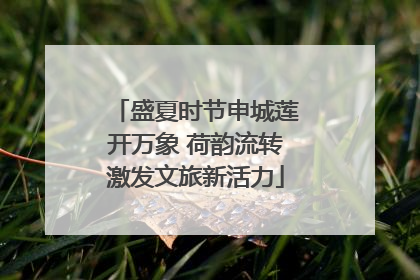 盛夏时节申城莲开万象 荷韵流转激发文旅新活力
