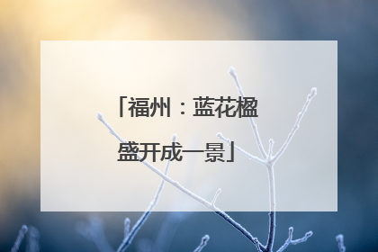 福州：蓝花楹盛开成一景