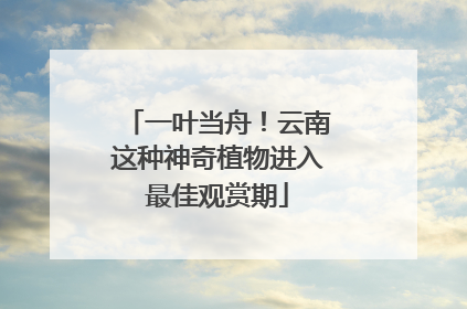 一叶当舟！云南这种神奇植物进入最佳观赏期
