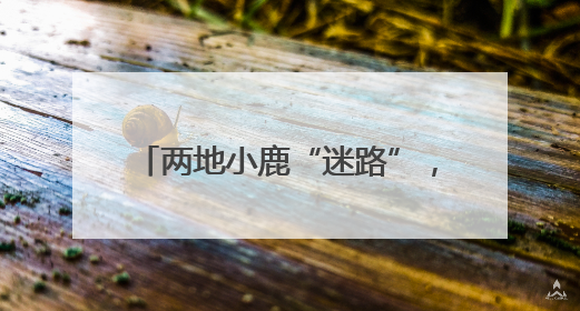 两地小鹿“迷路”，警民携手放归山林