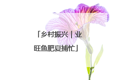 乡村振兴｜业旺鱼肥夏捕忙