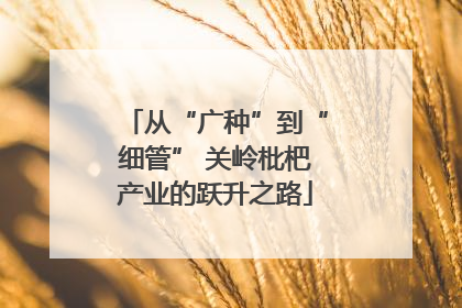 从“广种”到“细管” 关岭枇杷产业的跃升之路