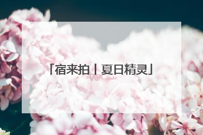 宿来拍丨夏日精灵