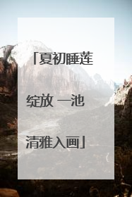 夏初睡莲绽放 一池清雅入画