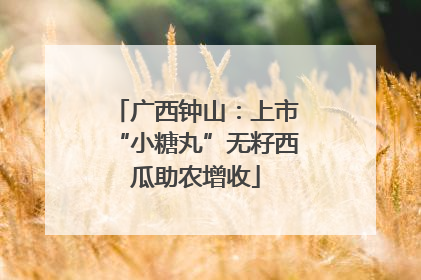 广西钟山：上市“小糖丸”无籽西瓜助农增收