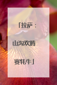 拉萨：山沟欢腾赛牦牛