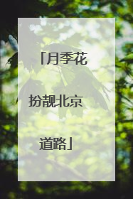 月季花扮靓北京道路