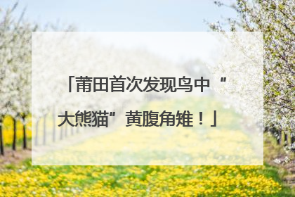 莆田首次发现鸟中“大熊猫”黄腹角雉！