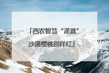 西农智慧“灌溉” 沙漠樱桃别样红