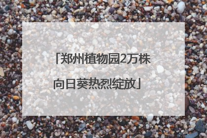 郑州植物园2万株向日葵热烈绽放