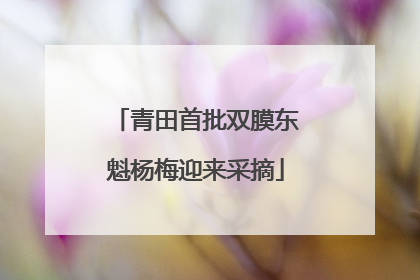 青田首批双膜东魁杨梅迎来采摘