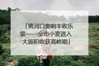 黄河口奏响丰收乐章——全市小麦进入大面积收获高峰期